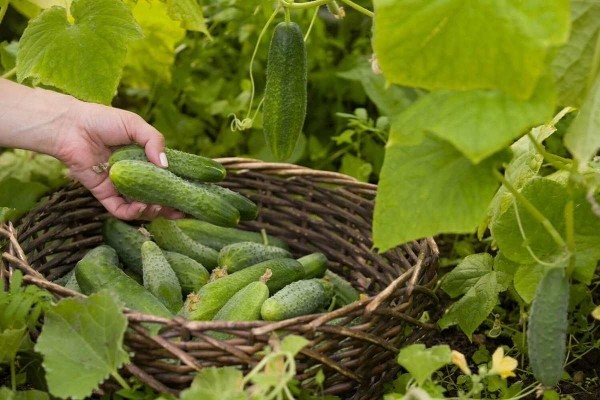 Как правильно поливать огурцы Как правильно поливать огурцы