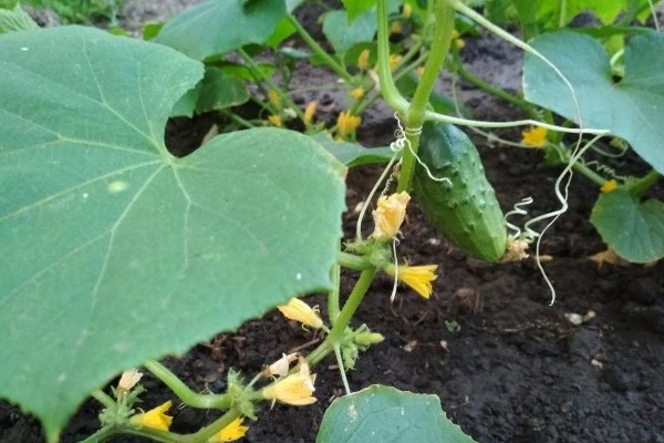 Как правильно поливать огурцы Как правильно поливать огурцы