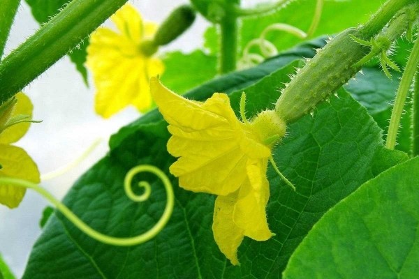 Как правильно поливать огурцы Как правильно поливать огурцы