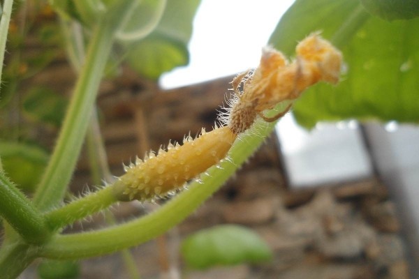 Как правильно поливать огурцы Как правильно поливать огурцы